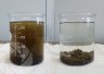 Culture plate cleaning water
